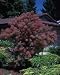 Purple Smoke Tree 10 Seeds/Seed
