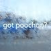 Got Poochon? White Decal Bichon Frise Poodle Car White Sticker