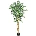 Ficus Bonsai Tree
41PcoivedRL. SL75 Ficus Bonsai Tree