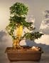 Bonsai Boy's Flowering Fukien Tea Bonsai Tree ehretia microphylla