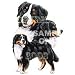 Bernese Mountain Dog Night Light