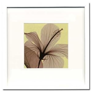 【クリックで詳細表示】X-Ray PHOTOGRAPHY(レントゲンフォトグラフィー)ポスターフレーム Steven N.Meyers / Hibiscus 330x330x30mm/ 絵画 壁掛け のあゆわら： ホーム＆キッチン