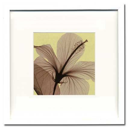 X-Ray PHOTOGRAPHY（レントゲンフォトグラフィー）ポスターフレーム Steven N.Meyers / Hibiscus 330x330x30mm