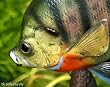 Taxidermy 12" Fiberglass Sunfish Sculpture Statue