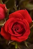 Amazon / Hirts: Roses: Crimson Treasure Micro Mini Rose Bush - Fragrant/Hardy