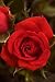 Crimson Treasure Micro Mini Rose Bush - Fragrant/Hardy