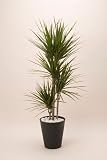 エコな観葉植物【コンシンネ8号】 サイズ100センチ 送料無料 ブラック
