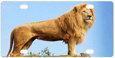 Lion License Plate with High-resolution Images -12" X 6" inches
