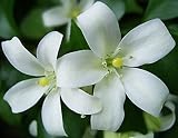Eigenschaften Seedeo  / Orangen-Jasmin (Murraya paniculata) 12 Korn