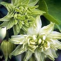 Green Apples Columbine Perennial 20 Seeds - Aquilegia