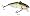 TN Shad
