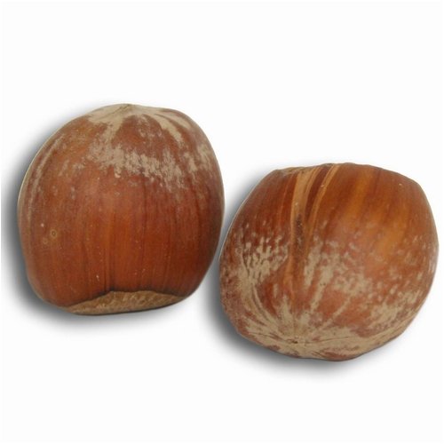 Filberts in Shell by Oh! Nuts