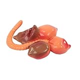 Insect Lore Earthworm Life Cycle Stages