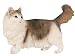 CAT NORWEGIAN FOREST Standing Figurine NIB Resin 6545