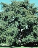 Ulmus pumila: Siberian Elm Seeds