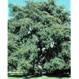 Ulmus pumila: Siberian Elm Seeds