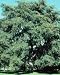 Ulmus pumila: Siberian Elm Seeds