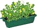 DuneCraft Lucky Shamrocks