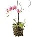 Cymbidium Faux Floral Arrangement in Twig Pot