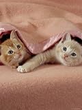 Domestic Cat, Ginger and Cream Kittens Under a Pink Blanket, Bedroom Photographic Poster Print by Jane Burton, 12x16