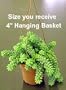 Burrito Burros Tail 4" Hanging Basket - Sedum burrito