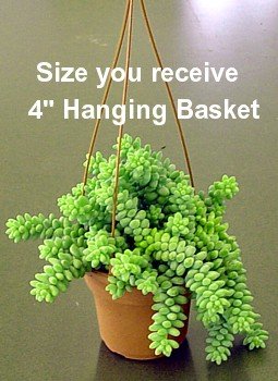 Burros Tail Hanging Basket