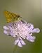 Photographic Prints of Small Skipper butterfly - Feeding on purple flower of Scabious Note long tongue from Ardea Wildlife Pets