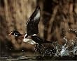 Wood Duck Flying Art Print Poster HUNTING scare - 13x19
