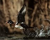Wood Duck Flying Art Print Poster HUNTING scare - 13x19