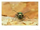 Green Tiger Beetle, Adult on Pine Bark, Scotland Animals Photographic Poster Print by Mark Hamblin, 24x18