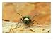 Green Tiger Beetle, Adult on Pine Bark, Scotland Animals Photographic Poster Print by Mark Hamblin, 16x12