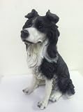 Black and white Shepherd