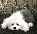   - Lou Rankin Higgins English Sheepdog Plush Animal