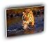 tiger creek crossing bengal A2 Large Canvas
