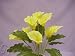 Artificial Silk Flower 9 heads 52cm Dew Drop Calla Lily Bush (Yellow) from GT Decorations