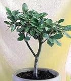Amazon / Hirt's: Russian Olive 20 Seeds -Eleagnus angustifolia-Perennial
