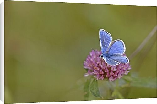 Canvas Prints of Butterfly from Country Life 
