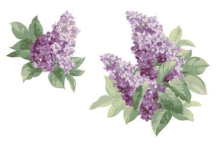 Wallies LILAC Lilacs flowers cut Wallpaper DECOR border