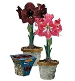 Amaryllis Birch Pot Gift Kits - Black Pearl or Lambada
