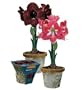 Amaryllis Birch Pot Gift Kits - Black Pearl or Lambada