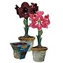 Amaryllis Birch Pot Gift Kits - Black Pearl or Lambada