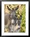Mother and Baby Donkeys on Salt Cay Island, Turks and Caicos, Caribbean Framed Art Poster Print by Walter Bibikow, 25x31