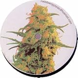 Bunn the Sensi [12" VINYL]