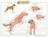 Canine Muscular Anatomy Chart