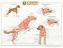 Canine Muscular Anatomy Chart