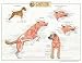 Canine Muscular Anatomy Chart