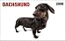   - Dachshund In Your Face! 2008 Wallet Calendar