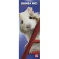 Guinea Pigs 2012
