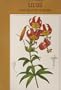 Lilies and Related Flowers