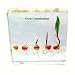 Corn Seed Development